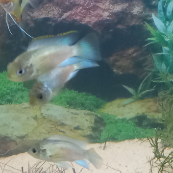 Electric Blue Acara cichlids young