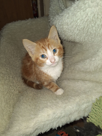 4 gorgeous kittens