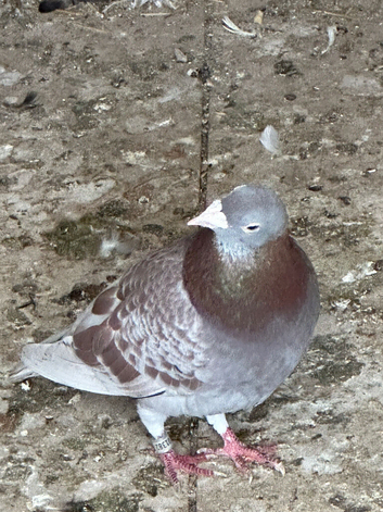 Stock birds