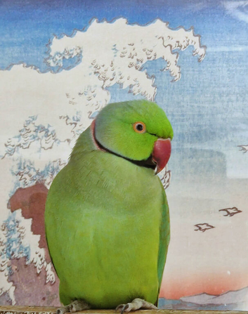 Indian ring neck for sale in Livingston