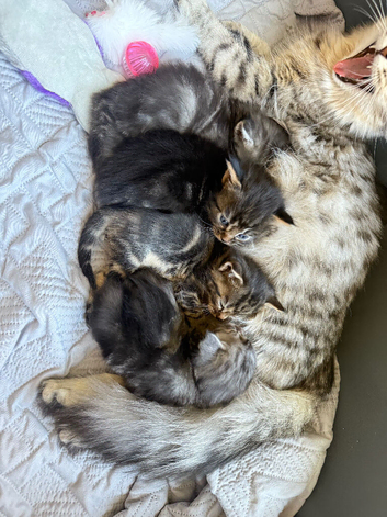 Exceptional MaineCoonCrossKittensReady to Reserve