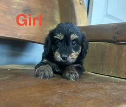 Lovely daxiepoo girls and boys available
