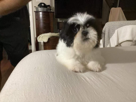 Meet Your New Best Friend