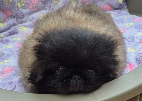 Pekingese