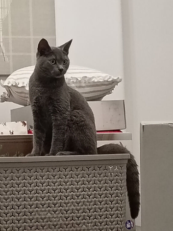 BSH X boy 6 months old