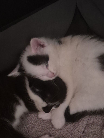 Kittens looking for their forever homes