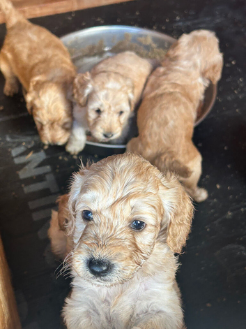 Cockapoo puppies Almost ready to go