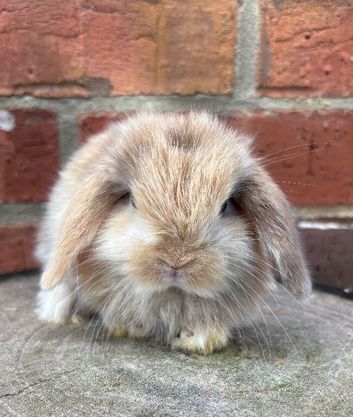 Pure bred pedigreed baby mini lops