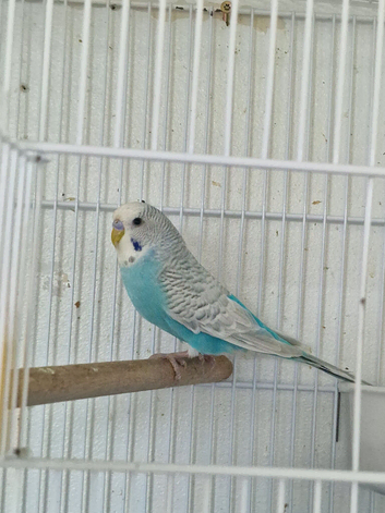 Sky blue male budgie