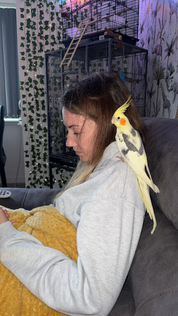 6 month male cockateil