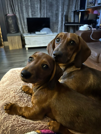 Last male dachshund puppy