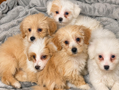 Gorgeous Maltipoo Puppies