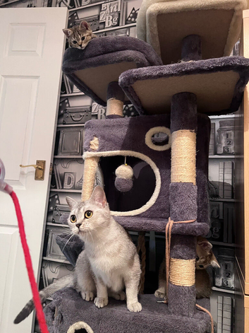 Adorable & Healthy Kitten Pair Looking for Their Forever Home!