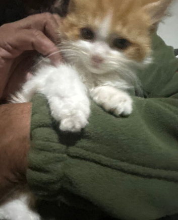 2months old. Playful cats.