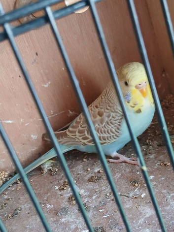 2 young budgies for sale