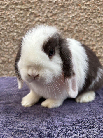 Baby mini lops looking for new home