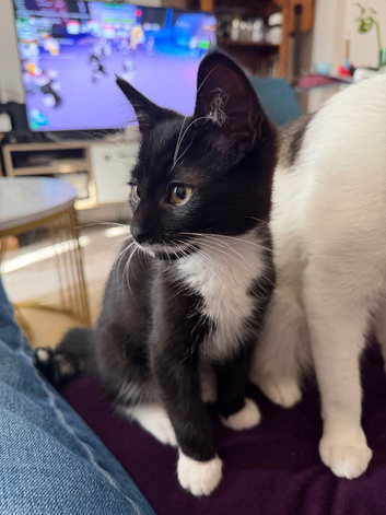 Kitten