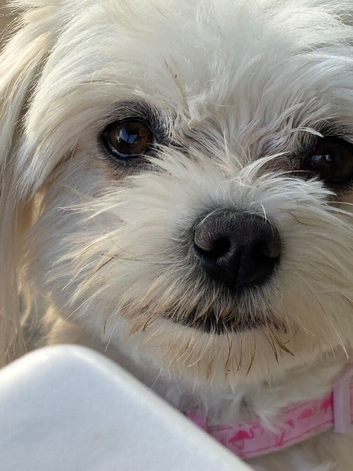 KC Reg Adult Maltese Bitch Rehome
