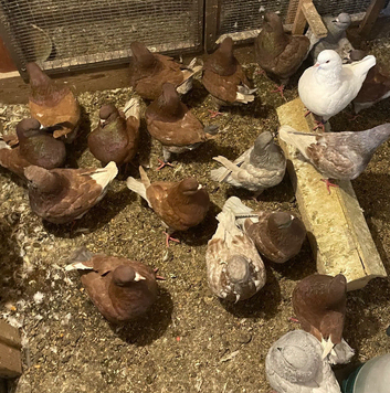 King Pigeons for Sale