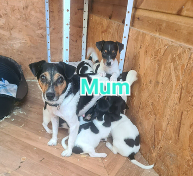 Jack Russell puppies