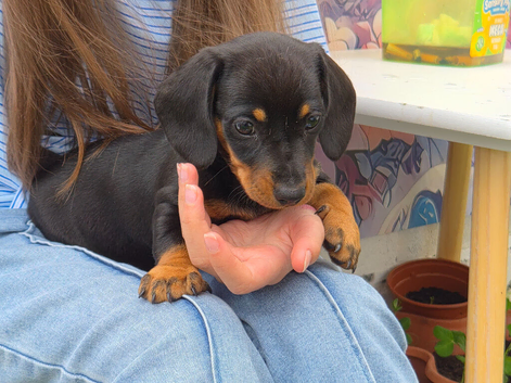 Super cute  mini dachshund female
