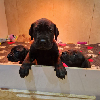 Black Great Dane Puppies