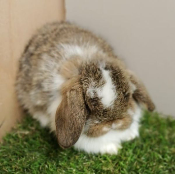 Vaccinated baby Mini Lops -with new vaccine Yurvac
