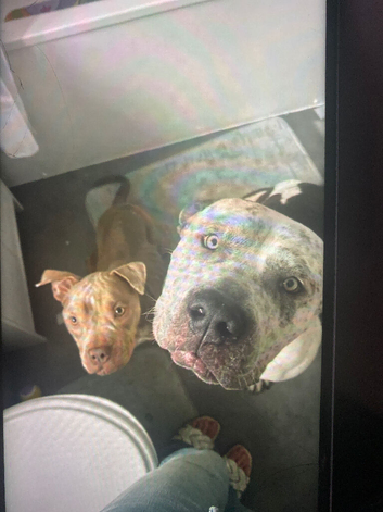 Female pocket bully