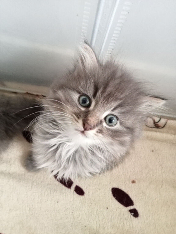 Fluffy Grey Kittens
