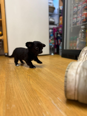 Stunning Long-Haired Apple Head Chihuahua Puppies Ready Now
