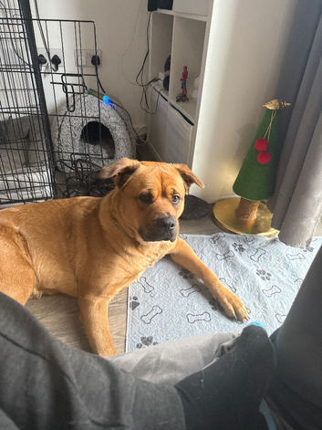 Rottweiler cross Akita