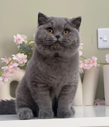 Bsh female kitten