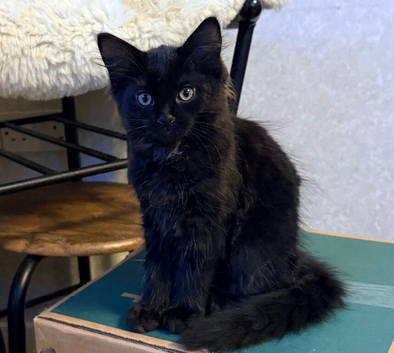 Maine coon kitten