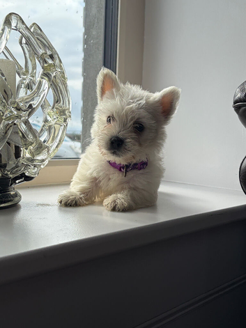 Beautiful West Highland Terrier puppies.
