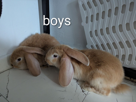 5 mix French lops & 1 100% French lop