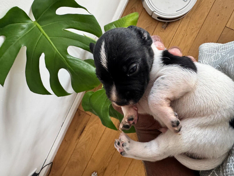 2 cocker spaniel x jack Russell puppies