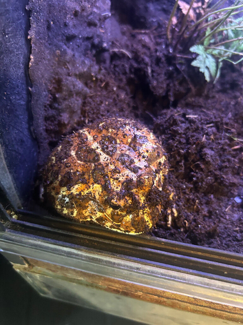 PAC man frog