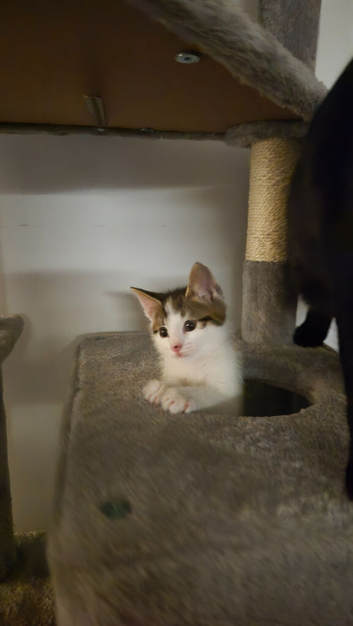 Female kitten