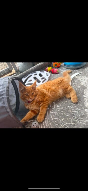 Main coon