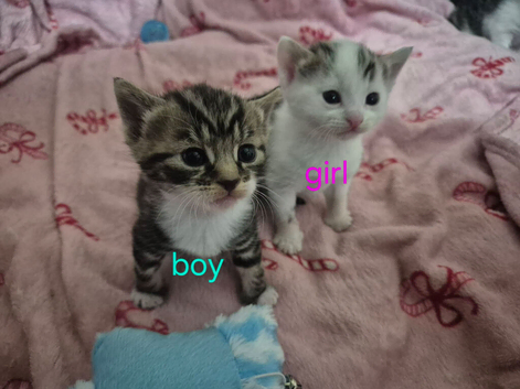 Gorgeous kittens
