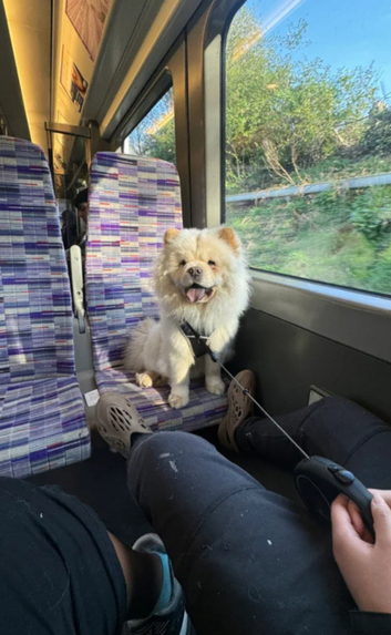 Chino the beautiful chow