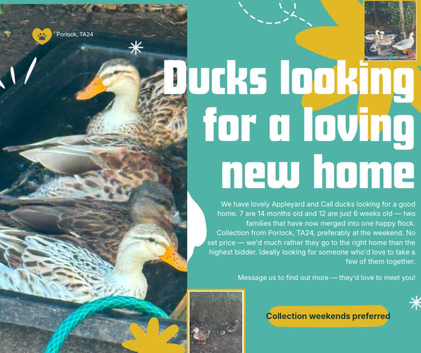 Loving homes needed