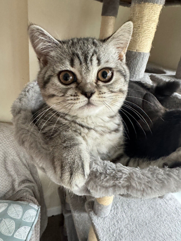 British Shorthair kitten