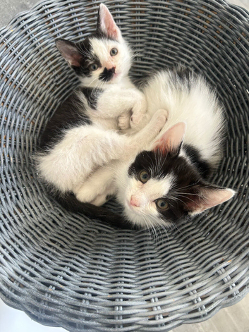 2 x black & white kittens, shorthaired, semi longhair, 9 weeks, ready now