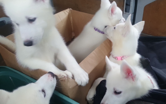 White Husky Pups looking for their forever homes