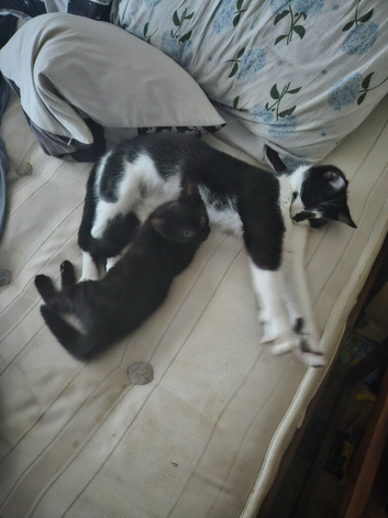 Mix cat