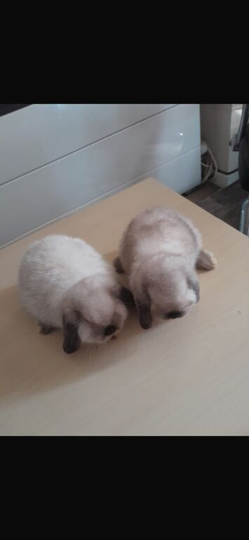 2 female pure breed mini lops