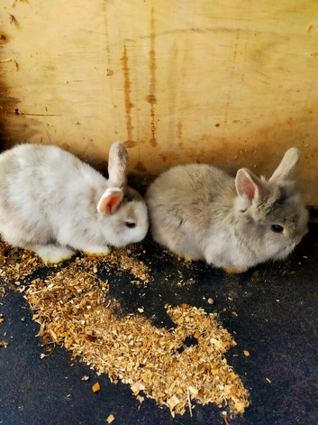 Lion head cross mini lop