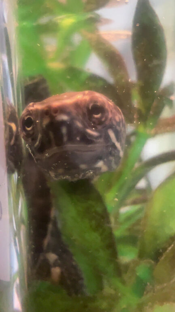6 musk turtles
