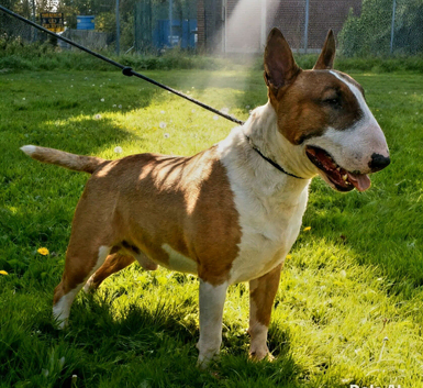 Red/white proven health tested clear bull terrier at stud